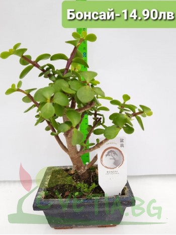 Бонсай "Bonsai"